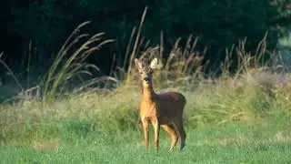 deer sounds to attract deer 🦌 deer sounds 😱 long Clip Cute Deer 🥰