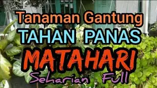 TANAMAN GANTUNG tahan kena panas MATAHARI seharian PENUH | Sun resistant hanging plants
