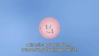 Structural surprise in motor protein may point to new strategies for controlling disease