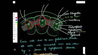 VOLVOX  -1 (vegetative structure)#Greenalgae#bsc#Msc#botany