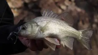 Sportys Fishing Clips Ep 1 Run-off Australian Bass
