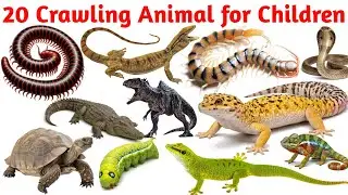 Crawling Animals for Kids | Snake, Crocodile, Snail Names in English | बच्चों के लिए आसान सीख