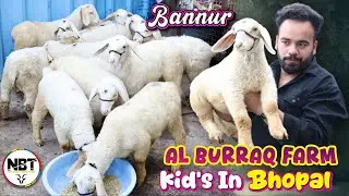 Bannur Kid&rsquo;s Full Set At Al Burraq Farm Bhopal