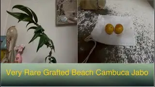 Very rare grafted beach cambuca jabo plus taste test #rarefruit #garden #tropicalfruit 