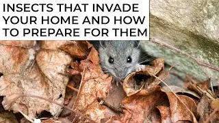 Insects That Invade Your Arizona Home in Colder Weather | Patriot Pest Control