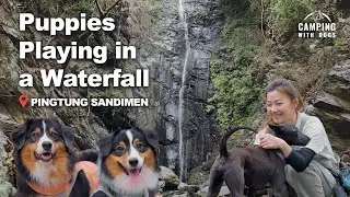 Unwind in the Woods at this Camping Retreat | Camping with Dogs