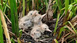 The Story Of Baby Birds After The Rain | Bittern Bird