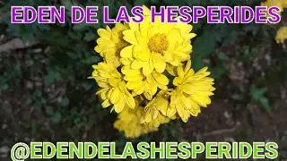 TAOTENSEGRIDAD. COMO FORTALECERNOS ANTE EL DOLOR. M. ALVAKSDO. @