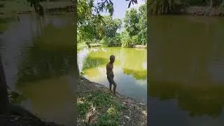 খেপলা জালে মাছ ধরা। #fishing #ponds #villagelife #fishingtricks 