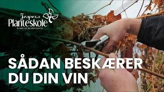 S&aring;dan besk&aelig;rer du din vin