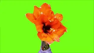 ✔Green Screen Amaryllis Flower Bloom in HD 1080 - royalty free