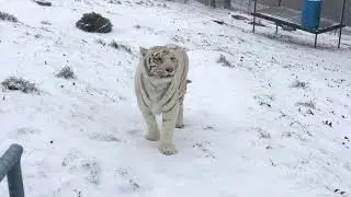 White Tigers Love The Snow at Turpentine Creek Wildlife Refuge!