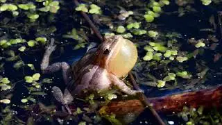 Boreal Chorus Frogs Calling - &copy; Kip Ladage