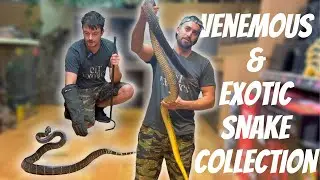 Venomous & Rare Snakes From 4 Continents: C&T Exotics HUGE Snake Collection | EP. 29