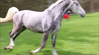 Conversano Famosa - Lipizzan  Gelding by Barbana Lipizzans