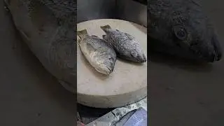Black Snapper Fish Cutting Skills#shorts