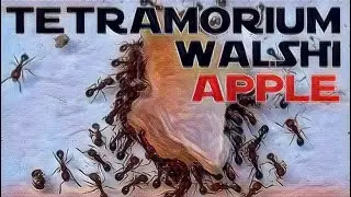 🐜 Tetramorium walshi - Karmienie jabłkiem