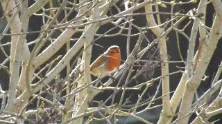 A Wren, Robins & A Bathing Starling. Feed the birds UK 28 01 26