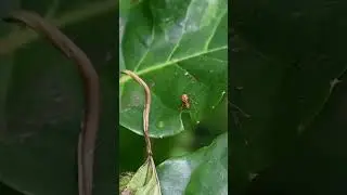A weaver ant mimicking spider sits on a leaf's top, it turns and stares at the camera #spider #cute