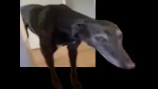 tryb boga na dog girl ZMAPOWANE PRZEZ LOSPEDROS (PAKULSKI102)