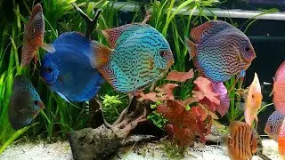 Stendker Discus Tank. Amazing Collection owned by Vittorio Fuiano (Italy)