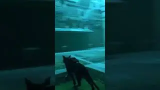 Do Cats Recognize Their Names?