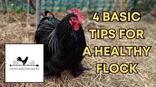 4 Basic Tips For A Healthy Flock