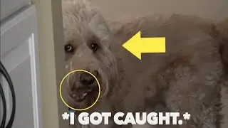 My Dog Hides and Buries His Treats!