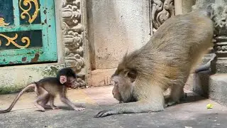 Good take care! Mama Monkey Teva brings baby Tessa to learn to walk so lovelily