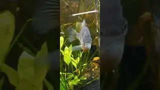 тыквенная солнечная рыба в аквариуме
