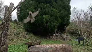 Les oiseaux dans le jardin du cypr&egrave;s 4K, les oiseaux du val d'argent et petites faunes.4K.12/12/2024