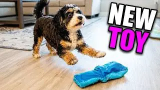 Loki's Cavapoo Playtime! 🐾🐶