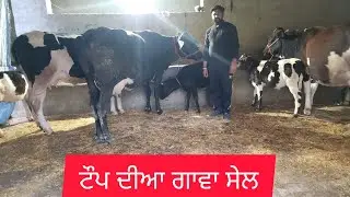 9878809216 ਤਾਜੀਆ ਸੂਈਆ ਗਾਵਾ ਸੇਲ #cow #🙏❤️🙏🙏🙏🙏🙏