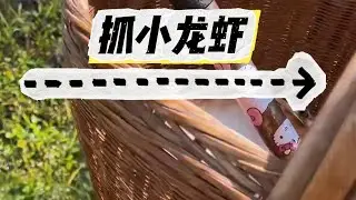 今天抓小龙虾吃，嘎嘣脆好好吃#camping #campping #outdoors #cute #funny