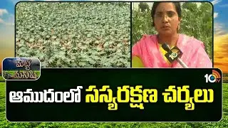 Crop Protection measures in Castor oil Crop | ఆముదంలో సస్యరక్షణ చర్యలు  Matti Manishi | | 10TV News