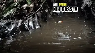 IKAN SEKEBON ngumpul hanya di satu spot mancing!!! #SG-444