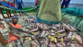 GREAT FISHING DAY! 🐟 lot of Kuruvalai & King Fish Catch + Emperor Fish Curry Lunch🤤