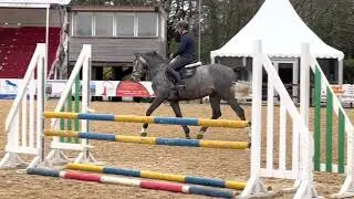 Showjumping a young stallion with voiceover.