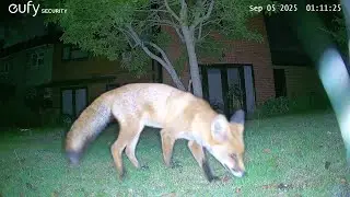 Fox Videos EufyCam S3 Pro 3 Security Camera Worcester, England 5th September 2025