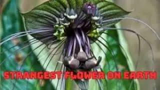 Black Bat Flower | The Most Mysterious and Exotic Plant in the World