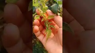harvesting mini tomatoes#viralshort #home #like #subscribe #share #trending #nature #viral #views
