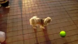 dramatic dog ball chase