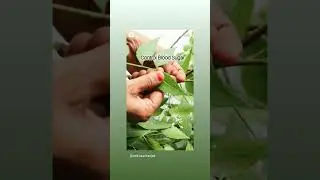 #neem#vedic#medicine#herbal#life#nature#food#cooking#organic#foodie#without#medicine#love#nature####