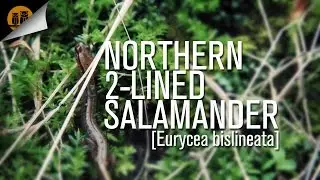 Northern 2-Lined Salamander