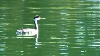 Western Grebe
