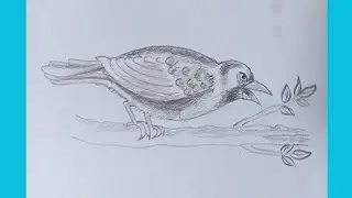 Sparrow drawing|| sparrow drawing easy|| 🕊️