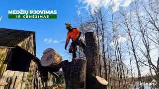 Medžių pjovimas ir genėjimas