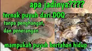 Quail farming without PLN lights