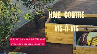 Comment planter les arbustes pour en faire une haie sur terrasse ? Partie1