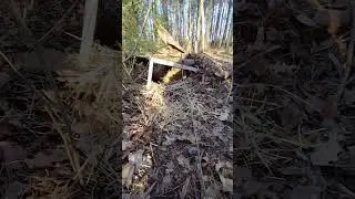 😻 A Lean-to Shelter for The Feral Cats That Live in the Woods! #cat #cats #catlover &hearts;️ #shorts